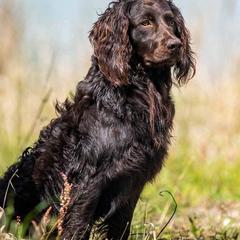 Boykin Spaniels from Redhill Boykin Spaniels