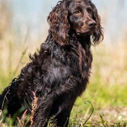 Boykin Spaniels from Redhill Boykin Spaniels