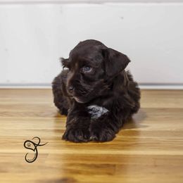 Smalls - Liver male Miniature Schnauzer puppy in Diamond Valley, Utah from JoJo's Schnauzers