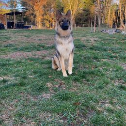 Skye - Fawn sable female Shiloh Shepherd puppy in Watchung, New Jersey from Blue Moon Shilohs