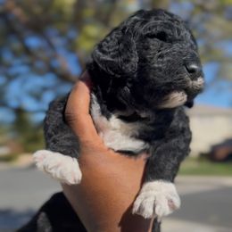 Yule Gentleman - Black male Poodle puppy in Corona, California from Garden Of Poodles