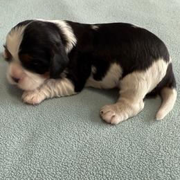 Boy 2 - Tri-color male Cavalier King Charles Spaniel puppy in Clintonville, Wisconsin from Whispering Meadows Performances Horses and Cavalier King Charles Spaniels