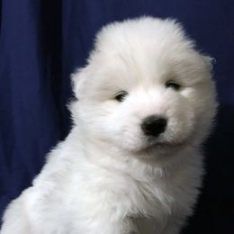 Samoyeds from SnoHill Samoyeds