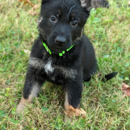 German Shepherd Puppies from Cintron K9