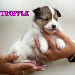 Truffle- chw sable merle female - White and sable merle female Shetland Sheepdog puppy in Frazeysburg, Ohio from Mountain High Kennels