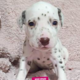 Jigglypuff (Pink Collar) - White and liver brown female Dalmatian puppy in Raymondville, Missouri from Wagner's Dalmatian's