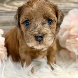 Bernedoodle and Whoodle Puppies from Genesis Family Farm