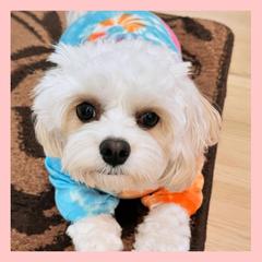 Cavachon Puppies from Designer Mountain Mutts