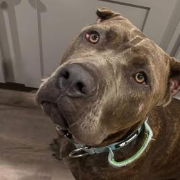 Cane Corso from 336 Cane Corso