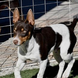 "Z" - Rat Terrier