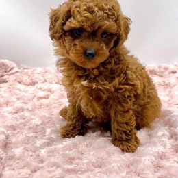 Poodle Puppies from Melmack’s Prancing Poodles