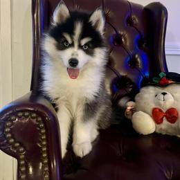 AXEL - Black and white male Pomsky puppy in Mount Sterling, Kentucky from SnowBears Pomsky Ranch