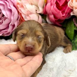 Gains - Dapple male Dachshund puppy in Exeter, California from Sawtooth Miniature Dachshunds