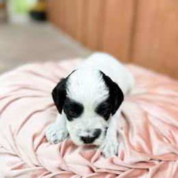 Nemo - Black Roan - Black male Australian Labradoodle puppy in Wamego, Kansas from Doodles of Oz