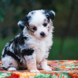 Winnie - Blue merle female Miniature American Shepherd puppy in Chocowinity, North Carolina from Foxtail Hollow