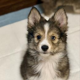 Tiny Joey - Wolf sable male Pomsky puppy in Magnolia, Texas from Solace Shelties and Pomskies