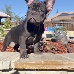French Bulldog Puppies from House of Imports Frenchies