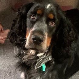 Cliff - English Springer Spaniel