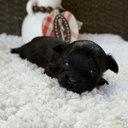 Tillie - Black female Yorkipoo puppy in Hardin, Texas from Oodlesoflildoodles
