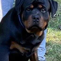 "8 mo old pup from past litter" Rottweiler Puppies from Kayara Haus Rottweilers