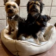Boerboel, Shorkie, and Toy Australian Shepherd Puppies from SATA Kennels
