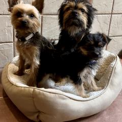 Boerboel, Shorkie, and Toy Australian Shepherd Puppies from SATA Kennels
