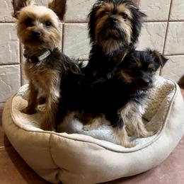 Boerboel, Shorkie, and Toy Australian Shepherd Puppies from SATA Kennels