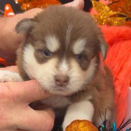 James - Chocolate male Pomsky puppy in Spring Hill, Florida from PDQ Pomskies