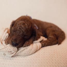 Thyme - Red  male Goldendoodle puppy in Georgia from Mother of Golden Doodles