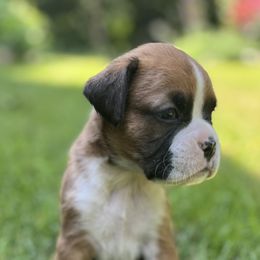 Girl 4 - Fawn female Boxer puppy in Plainwell, Michigan from Hope's Beautiful Boxers