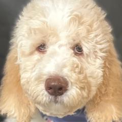 Dolly (mint green collar) - Cream Goldendoodle puppy in Modesto, California from HoneyBee’s Doodles and Poodles