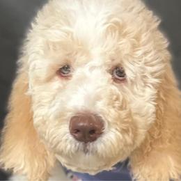Dolly (mint green collar) - Cream Goldendoodle puppy in Modesto, California from HoneyBee’s Doodles and Poodles