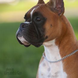 Boxer All Grown Up from Lando Boxers