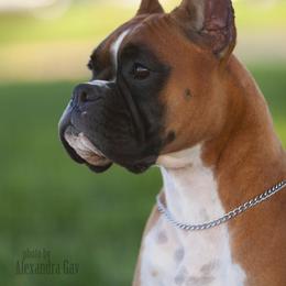 Boxer All Grown Up from Lando Boxers
