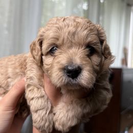 Mal-Shi, Maltese, and Maltipoo Puppies from Joy-fur puppies