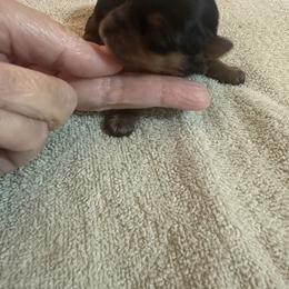Magnolia Grace - Black and tan female Yorkshire Terrier puppy in Cameron, Oklahoma from Jane’s Yorkies
