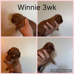 Ruby - Ruby female Cavalier King Charles Spaniel puppy in Greenleaf, Wisconsin from Ledgetop Family Cavaliers