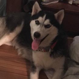 Angel - Siberian Husky