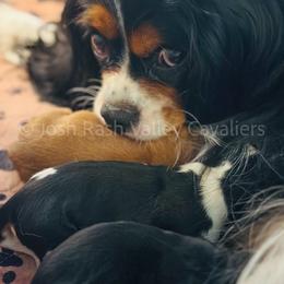 Cavalier King Charles Spaniel puppies from Valley Cavaliers