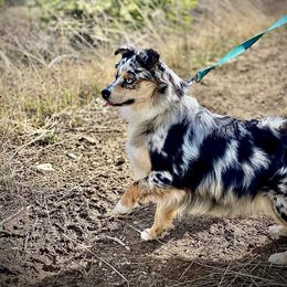 Mira - Miniature Australian Shepherd