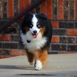 Dragon - Miniature Australian Shepherd