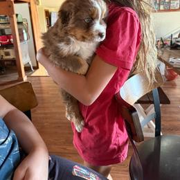 Female 1 - Red tri-color female Miniature American Shepherd puppy in Centerville, Washington from Turnin Heads