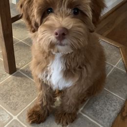 Goldendoodle, Poodle, and Sheepadoodle All Grown Up from Brewer's Goldendoodles & Sheepadoodles