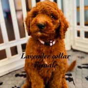 Lavender - Red female Double Doodle puppy in Bakersfield, California from Honey Bee Doodles