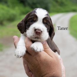 Tater - Tri-Roan male English Springer Spaniel puppy in Manchester, Kentucky from Appalachian Kennels
