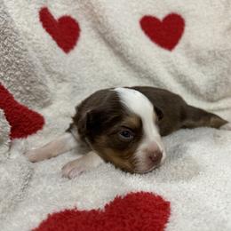 Miniature Australian Shepherd Puppies from B&B Little Aussie Gems
