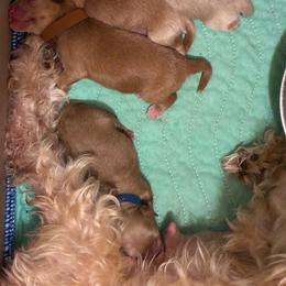 Otto (Blue collar) - Wheaten male Miniature Schnauzer puppy in Hemet, California from Journee Home Mini Schnauzers