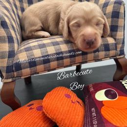 Barbecute - Cream male Dachshund puppy in Montevallo, Alabama from Mallard's Miniature Dachshunds