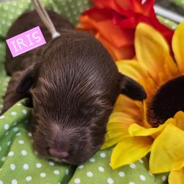 Iris, Pink collar - Brown female Cockapoo puppy in Pell City, Alabama from FurEver Young Kennels