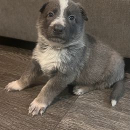 Boy 1 - German Shepherd puppy in Austin, Texas from Vom Haus Roman